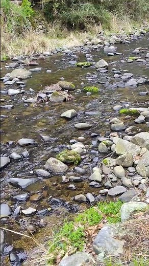 うちの下の川で今年もめちゃくちゃ綺麗な声でカジカガエルが鳴き始めました🐸✨癒される～💖ぜひ聴いてみて下さい👂️ #初夏 #清流 #蛙 #カジカガエル #声 #癒し #綺麗 #川のせせらぎ