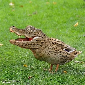 Crocoduck | Know Your Meme