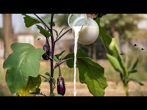 Yeast + Sugar + Milk: Supercharge Your Vegetable Garden!