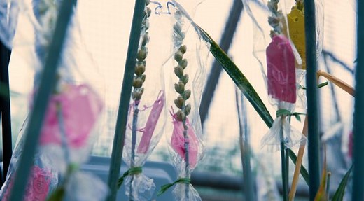 Plant Genetics and Crop Improvement (MSc) | John Innes Centre