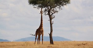 Qu'est-ce que la sélection naturelle ?