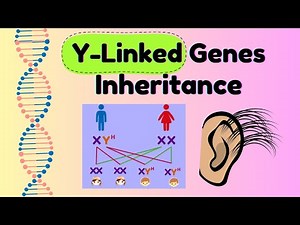 Y-Linked Genes Example