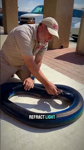 Rainbow Python: Nature's Shimmering Jewel #rainbowpython #snakes