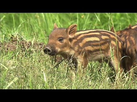 イノシシの赤ちゃん うり坊の力いっぱいぶり