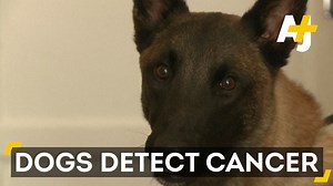 263K views · 3.2K reactions | Can dogs detect breast cancer?  These scientists in France say yes. | AJ+ | Facebook