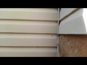Wasp nest under siding