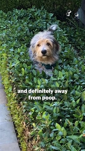 43K views · 232 reactions | Dogs can get bad breath (halitosis) for...