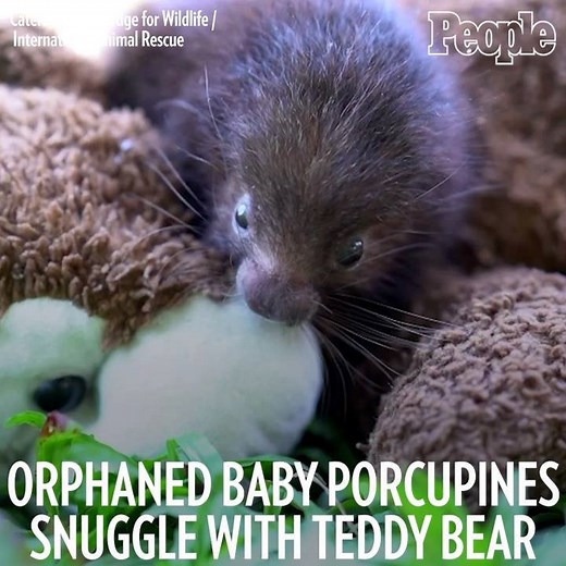 52K views · 582 reactions | Just a bunch of cute baby porcupines snuggling with teddy bears. 殺 | People | Facebook