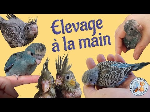 Élevage à la main d'un Oisillon - Guide COMPLET de l'EAM