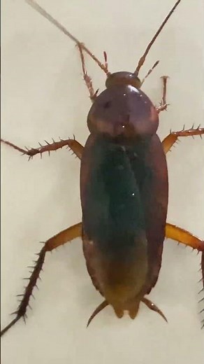 Cockroach Close-Up 🪳 | Creepy Yet Amazing! #shorts