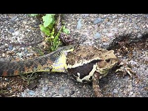 ガマガエルを喰うヤマカガシ