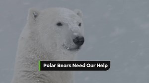 Scientists believe that only human intervention can save Polar Bears from extinction. Learn more here → https://bit.ly/2Vojnat #InternationalPolarBearDay | Discovery
