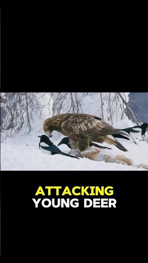 Golden Eagle's Hunting Techniques Revealed!