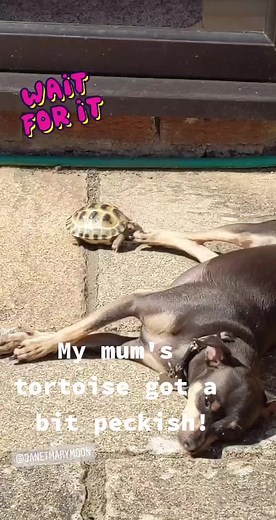 Chipin_Cheerful on TikTok