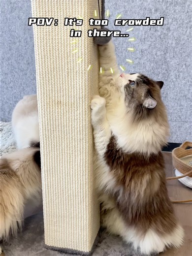 😼: I started scratching… now everyone’s here Guess it’s THAT good. #pawhut #CatLife #scratchingpost #cattok #HappyCats #petfurniture #FurryFriends #viralcats #catscratchingpost