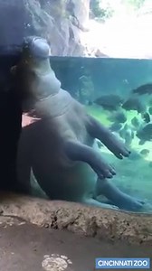What are you doing, Fiona? 😂 In case you didn't already know, Cincinnati’s portly princess is a one-of-a-kind hippo. | WLWT