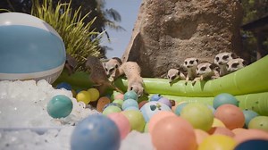 This meerkat summer beach party is just way too cute! 🏖️☀️💦 Who's keen to join them? 📹 Symbio Wildlife Park | ABC Perth