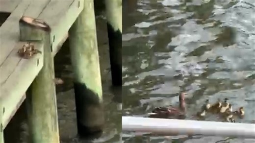When the last duckling finally jumps, the whole crowd goes wild! 🥳🦆 #animalkind | USA TODAY
