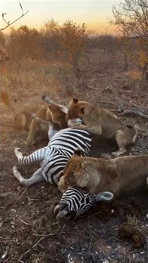 Lions🦁🦓 Hunt a Zebra. Real Wildlife Attack. #shorts #animalworld