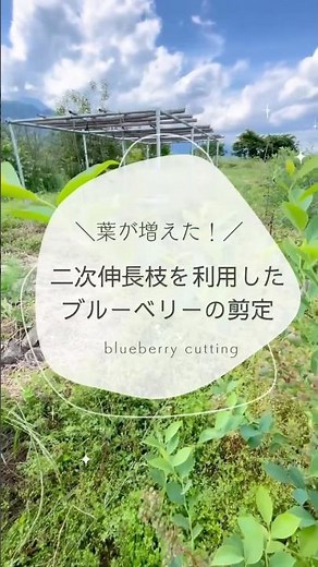 二次伸長、三次伸長枝を利用したブルーベリーの剪定#幸せフルーツ工房 #ブルーベリー栽培 #オーガニックブルーベリー #ブルーベリーの森あづみの #オーガニックフルーツ