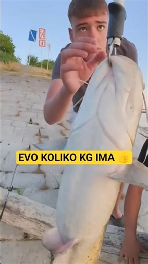 Pecanje soma na Dunavu i merenje 👍 #pecanje #pecanjesoma #dunav #kašika #som #pixelpredator