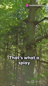 Splay Trees: A Quick Dive