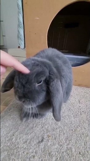 House Rabbit Home Setup | Indoor Rabbit | House Bunny | Pet Enclosures Part 3