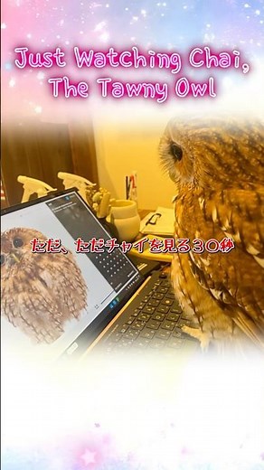 Cute Moments of Tawny Owl Chai｜チャイのかわいいシーン30秒【Harajuku Owl Village Tokyo】 #owl #birds #cute