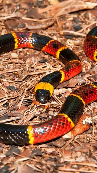 What you need to know about Florida's six venomous snakes