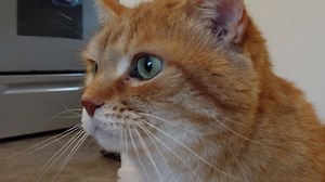 A Close-up Reveals Tabby Cat's Head Looking Stock Footage SBV-347664804 - Storyblocks