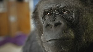 RIP Koko, the Kitten-Loving Gorilla Who Communicated With Humans