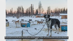 How to Train Your Alaskan Husky: Step-by-Step Guide