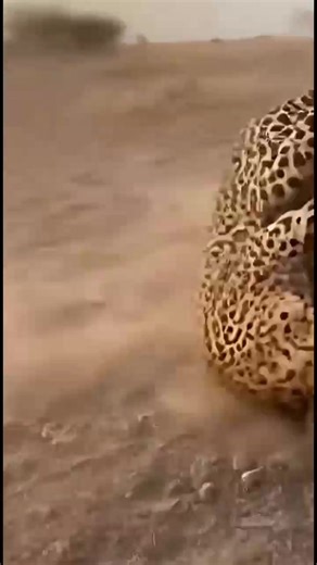 My Wildlife In 5 seconds. One of nature's brutal encounters. Hyenas brutally fights the leopard after the leopard killed one of the hyenas. 🌍😱😳#reelsvideos | Gilbert Banda