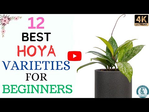 12 New Hoya Species | Hoya Varieties With Names And Its Identification | Hoya Plant Varieties.