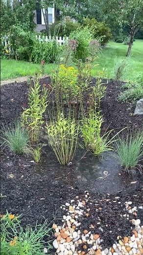 A Rain Garden in Action