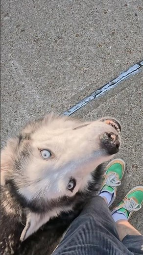 The Best of the Husky Connection in Training