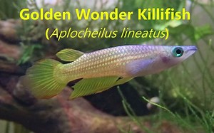 水族鱼草缸宠物档案 #1：黄金鳉鱼 Aqua-Critters #1 Aplocheilus Golden Wonder Killifish 英文版 中文字幕