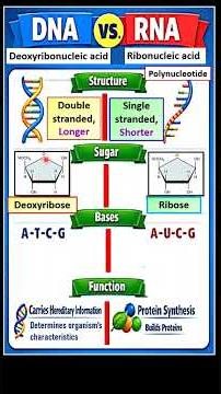 F4C4 DNA VS RNA differences & similarity #spm #igcse #biology #olevel