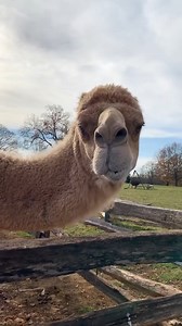 You know it’s the holidays when Aladdin the Christmas camel comes to Mount Vernon. 🐪 Visit him and learn about the history of the Christmas camel at Mount Vernon. This tradition dates back to 1787 when George Washington had the first camel brought to the estate. Learn more about Aladdin: https://bit.ly/4hbl42i | George Washington's Mount Vernon