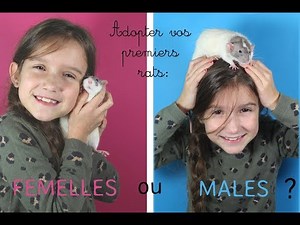 ADOPTER SES PREMIERS RATS : FEMELLES OU MALES?