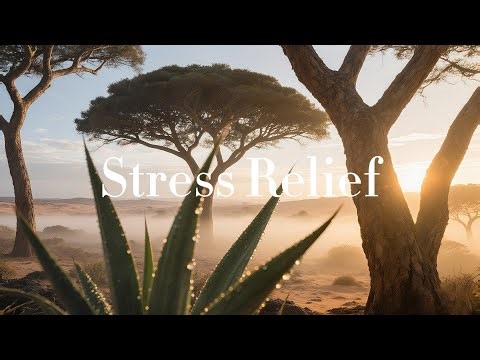 🎵 Forest Healing Music for Focus & Concentration| Overthinking, Fatigue | Inner Peace🌿