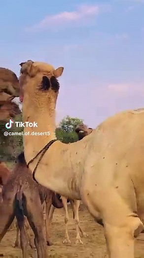 Understanding Camel Habitats and Behavior