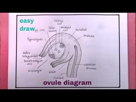 How To Draw LS Of ovule Drawing Step By Step/How To Draw Ovule Diagram #howtodraw #ovulediagram