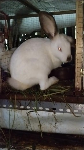 hyla usia 3 bulan sudah 2,5 kg #fyp #kelincihyla #rabbit #pet #animal