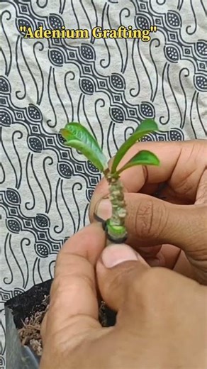 Adenium grafting process using a V-shaped cut.#adenium #dessertrose #grafting #puasa #ramadhan