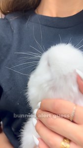 Cutest little fluffballs you’ll ever see 🐇✨ These baby bunnies are stealing hearts one hop at a time! - - - #BabyBunnies #BunnyLove #FluffyFriends #CutenessOverload #BunnyGram #PetsofTikTok #TinyHops #AdorableAnimals #FurryBabies #InstaBunnies #BunnyAddict #BunnyObsessed #PetLovers #SmallPets #TooCute | NJ Exotic Pets