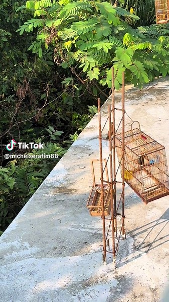 Cria e preserva no TikTok