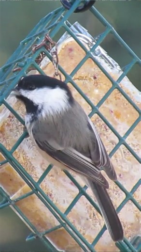 Chick A Dee Songs & Calls