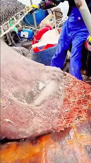 Fishing process of deep-sea shrimp