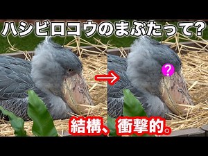 ハシビロコウふたばちゃんのまぶたの秘密と可愛いお友達!【冬のふたば2025-2026-9】Futaba, Shoebill winter 2025-2026-9　掛川花鳥園